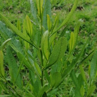 Dodonaea viscosa Green Ake Ake