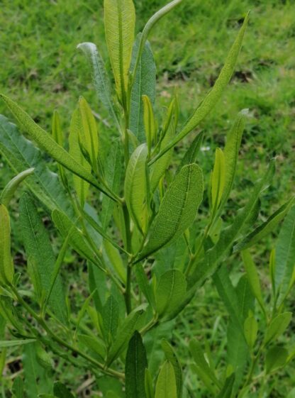 Dodonaea viscosa Green Ake Ake