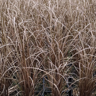 Carex buchananii