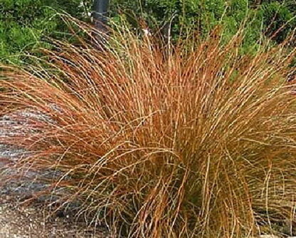 Carex estacaea