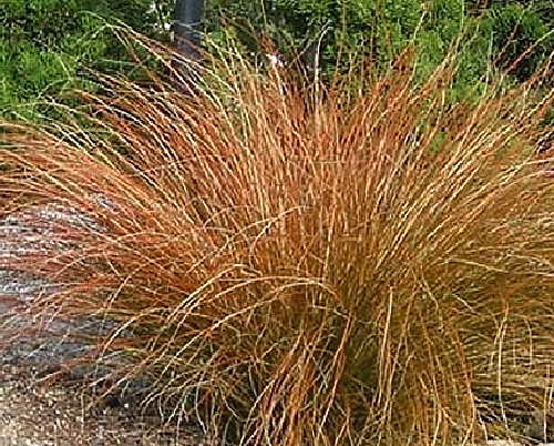 Carex estacaea