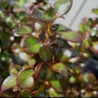 Coprosma Roys Red