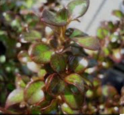 Coprosma Roys Red