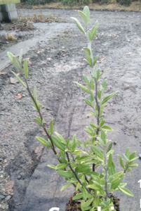 Corokia Geentys Green