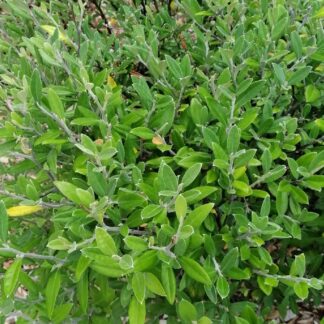 Corokia Geentys Green