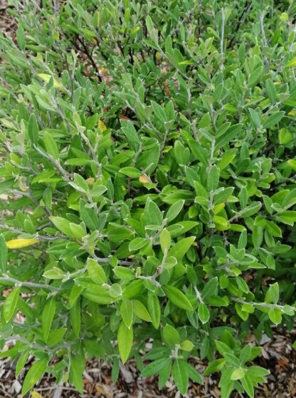 Corokia Geentys Green