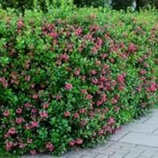  Escallonia Hedge