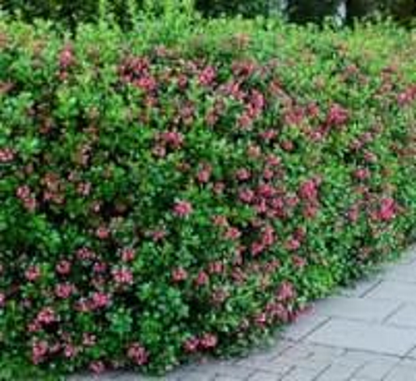  Escallonia Hedge