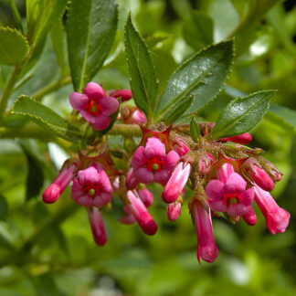 Escallonia Field Scarlet