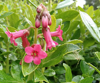 Escallonia Macrantha