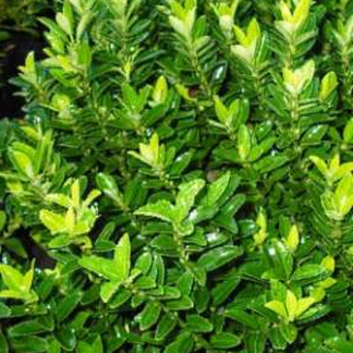 Euonymus 'Emerald Green'