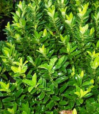 Euonymus 'Emerald Green'