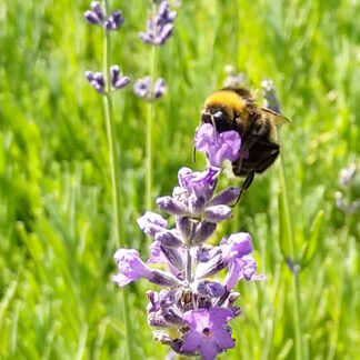 Lavender Munstead