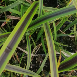 Grasses and Flax