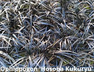 Ophiopogon 'Hosoba Kukuryu' Dwarf Black Mondo Grass