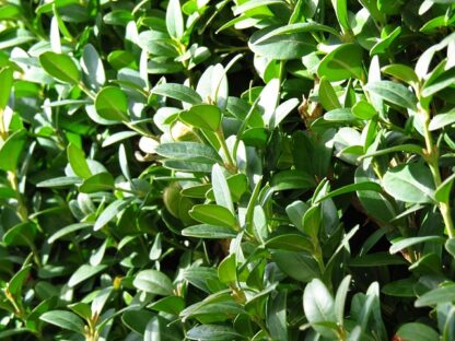 Buxus sempervirens