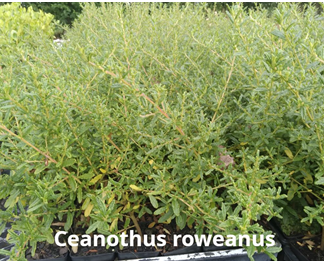 Ceanothus roweanus