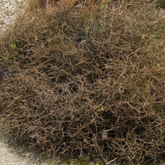 Coprosma Red Rocks