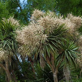 Cordyline australis