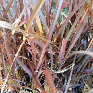 Phormium tenax Purpurea