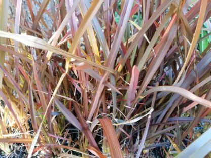 Phormium tenax Purpurea