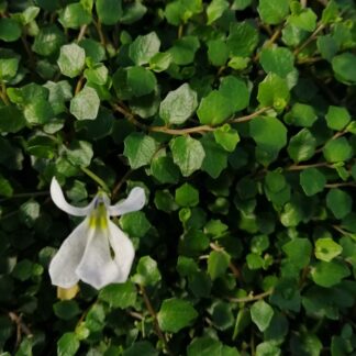 Pratia angulata