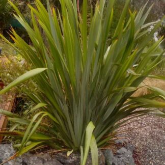 Phormium tenax