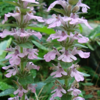 Ajuga reptans Pink Beauty