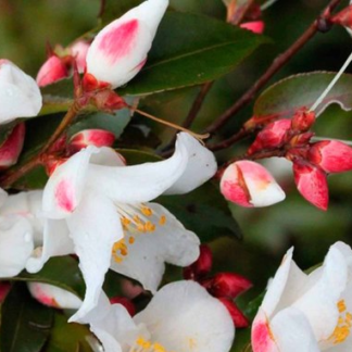 Camellia transnokoensis