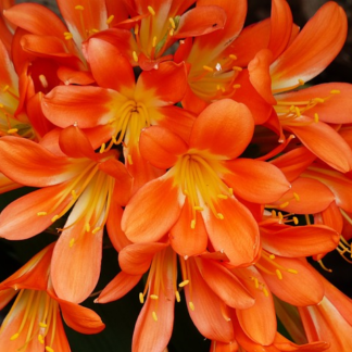 Clivia miniata