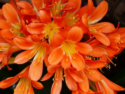 Clivia miniata