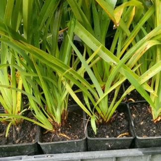 Phormium cookianum 'Emerald Gem'