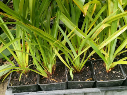 Phormium cookianum 'Emerald Gem'