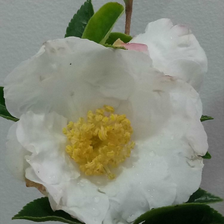 Camellia Setsugekka