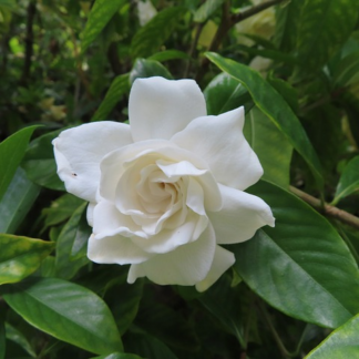 Gardenia vietchii