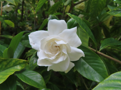 Gardenia vietchii