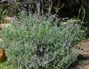   Lavandula dentata   