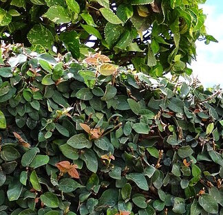 Ficus Pumila