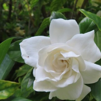 Gardenia radicans flower