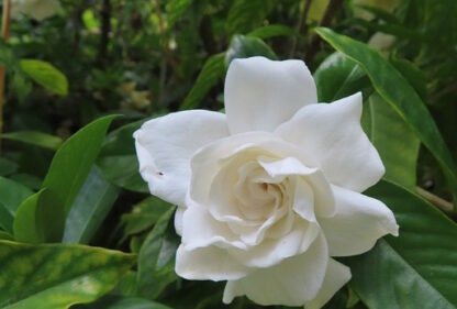 Gardenia radicans flower