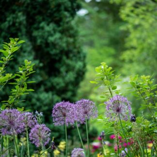 Cottage Garden