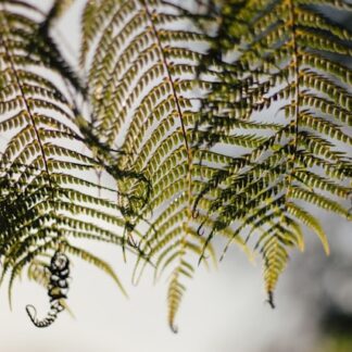 Fern