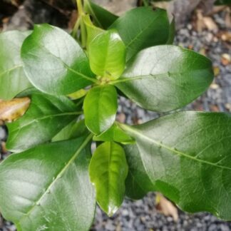 Coprosma repens