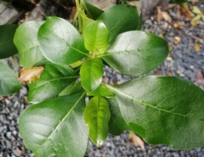 Coprosma repens