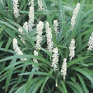 Liriope muscari Munroes White