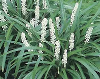 Liriope muscari Munroes White